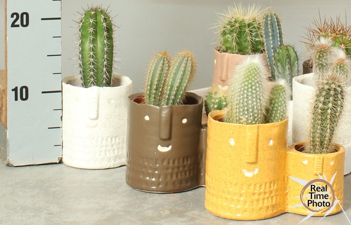 <h4>CACTUS OV</h4>