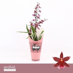 Barrocco Red, 1-spike 65+ cm 'Orchid Collection' Potcover