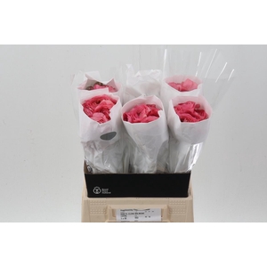 Ran Cloni Salmon Coral 45cm Ecu