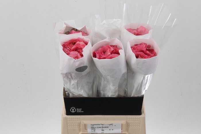 <h4>Ran Cloni Salmon Coral 45cm Ecu</h4>