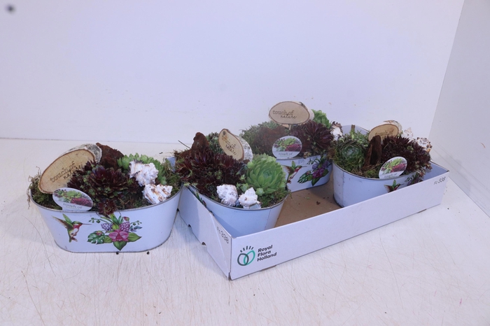 <h4>ARR SEMPERVIVUM</h4>