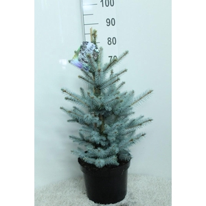 Picea pungens 'Edith' P29 potgedrukt