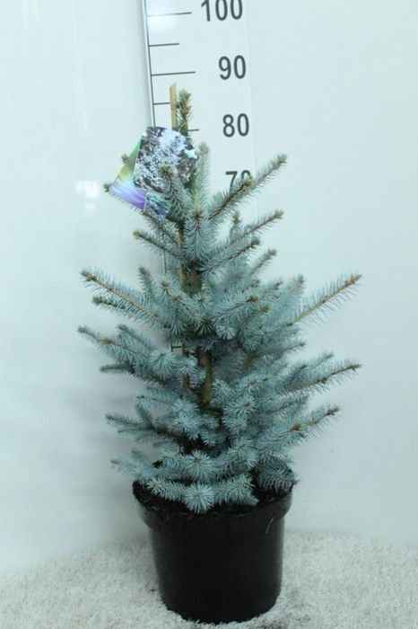 <h4>Picea pungens 'Edith' P29 potgedrukt</h4>