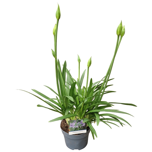 <h4>Agapanthus blauw. 15cm Charlotte 2-5 knoppen boven gewas</h4>