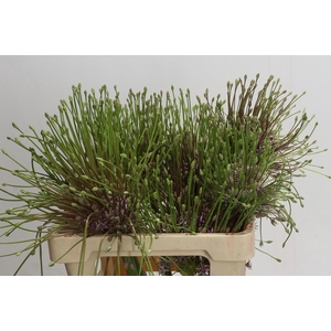 Allium schubertii