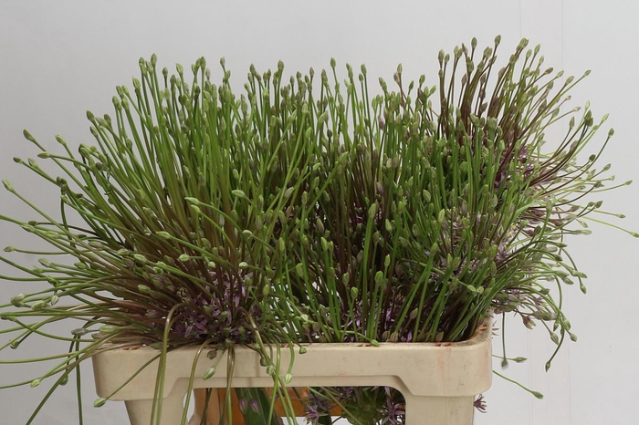 <h4>Allium schubertii</h4>