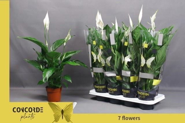 <h4>SPATH SWEET RICARDO</h4>