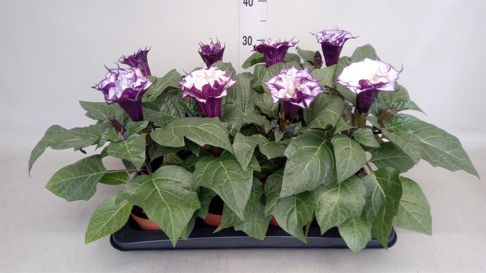 <h4>Datura   ...</h4>