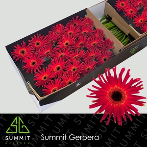 Gerbera Pasta Soiree Doos