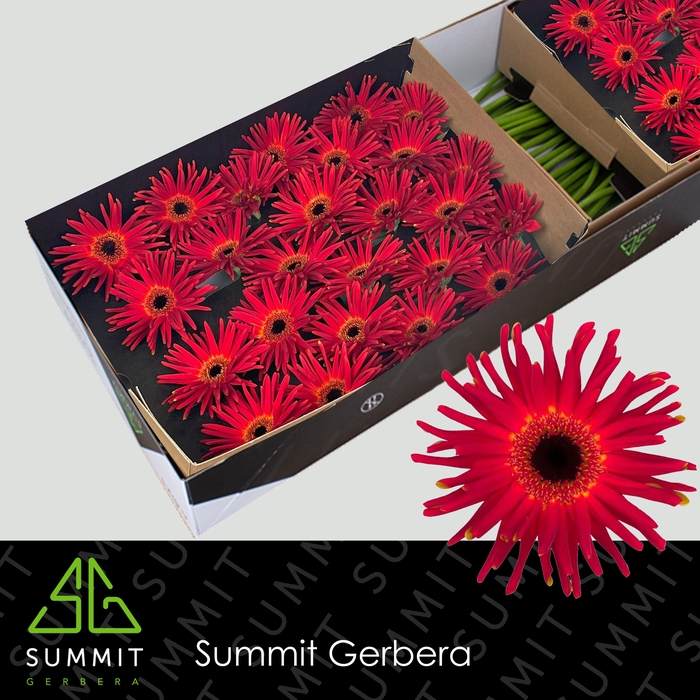<h4>Gerbera Pasta Soiree Doos</h4>