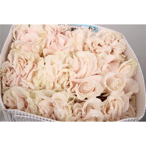 R Gr Cotton X-pression Ec