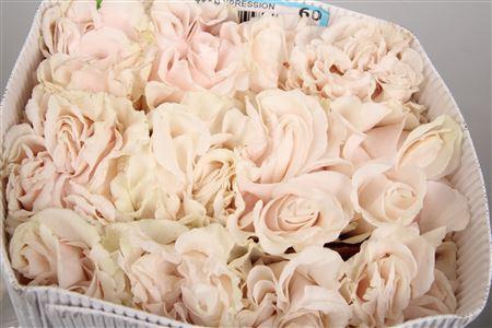 <h4>R Gr Cotton X-pression Ec</h4>