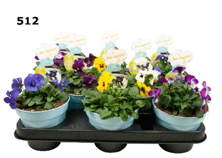 <h4>Viola Co Gemengd Edible Flowers</h4>