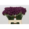 Allium Sphaerocephalon