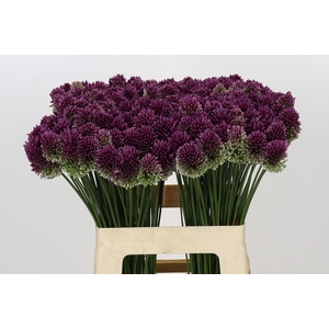 Allium Sphaerocephalon