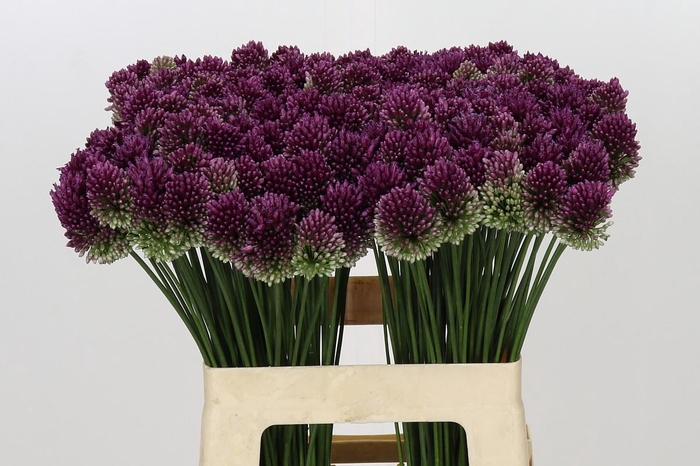 <h4>Allium Sphaerocephalon</h4>