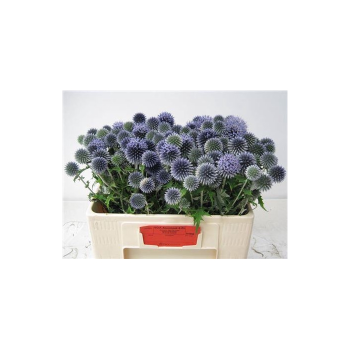 <h4>Echin Ba Blue Globe</h4>