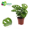 Monstera adansonii 'Monkey Leaf'