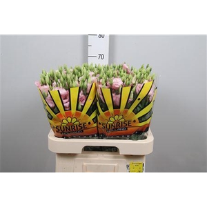 Eus G Lisanne L Pink