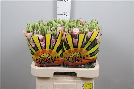 <h4>Eus G Lisanne L Pink</h4>