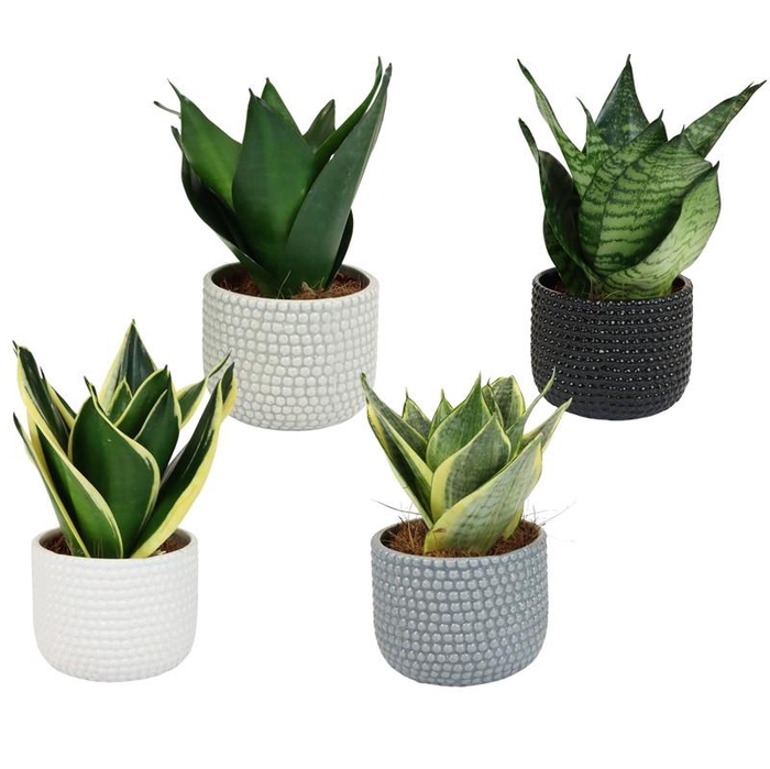 <h4>SANSEVIERIA TRIFASCIATA</h4>