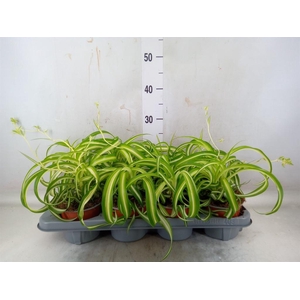 Chlorophytum com. 'Bonnie'