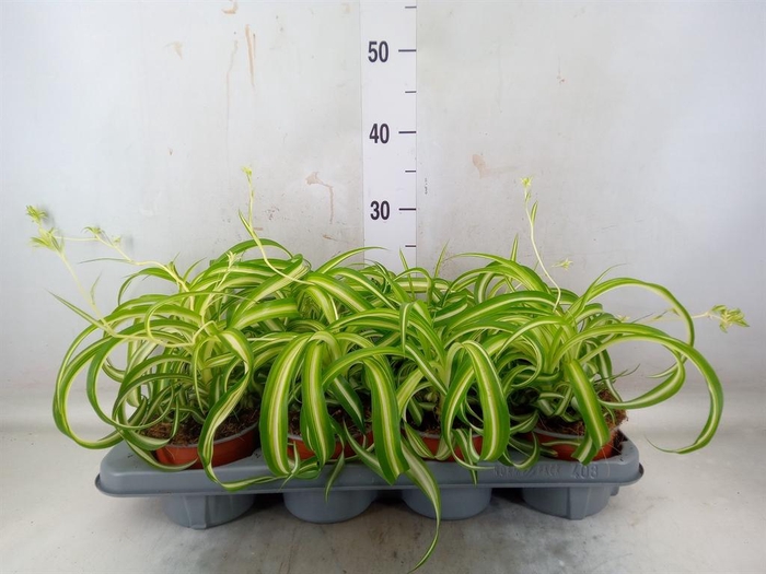 <h4>Chlorophytum com. 'Bonnie'</h4>