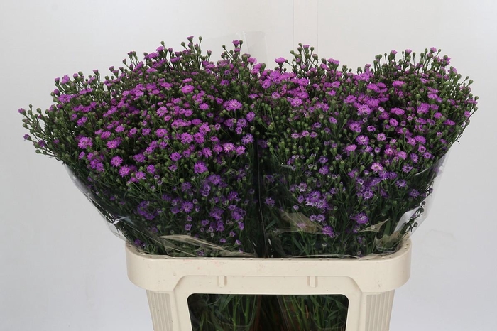 <h4>Aster Baby Pink</h4>