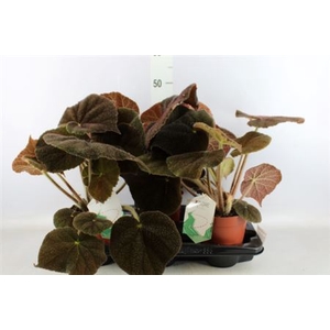BEGONIA BD MASONIANA RIVER