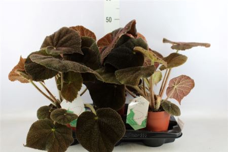 BEGONIA BD MASONIANA RIVER