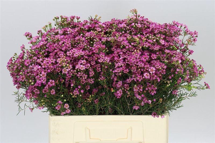 <h4>Chame Un Jupiter</h4>