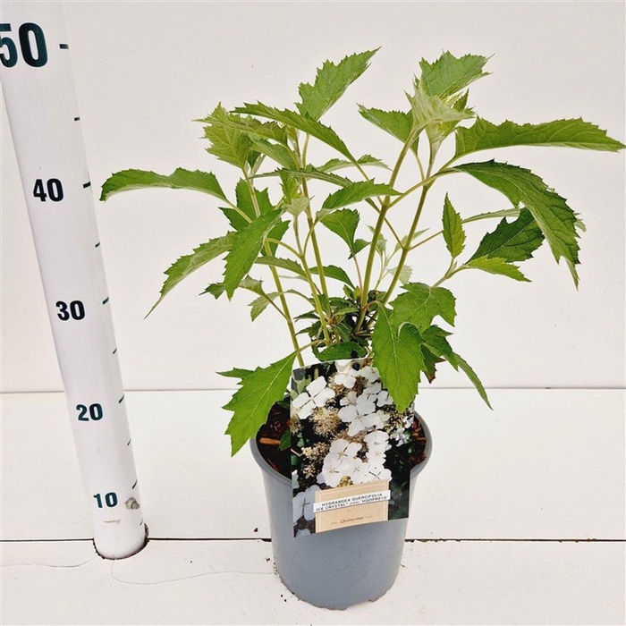 <h4>Hydrangea quercifolia Ice Crystal ('HQOPR010' PBR)</h4>