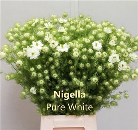 <h4>Nige D Ov Wit Bs</h4>