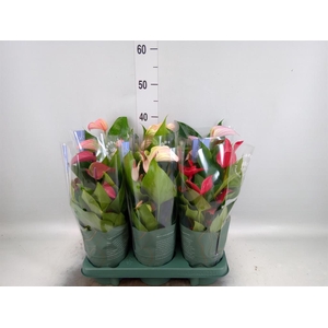 Anthurium   ...mix