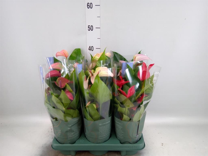 <h4>Anthurium   ...mix</h4>