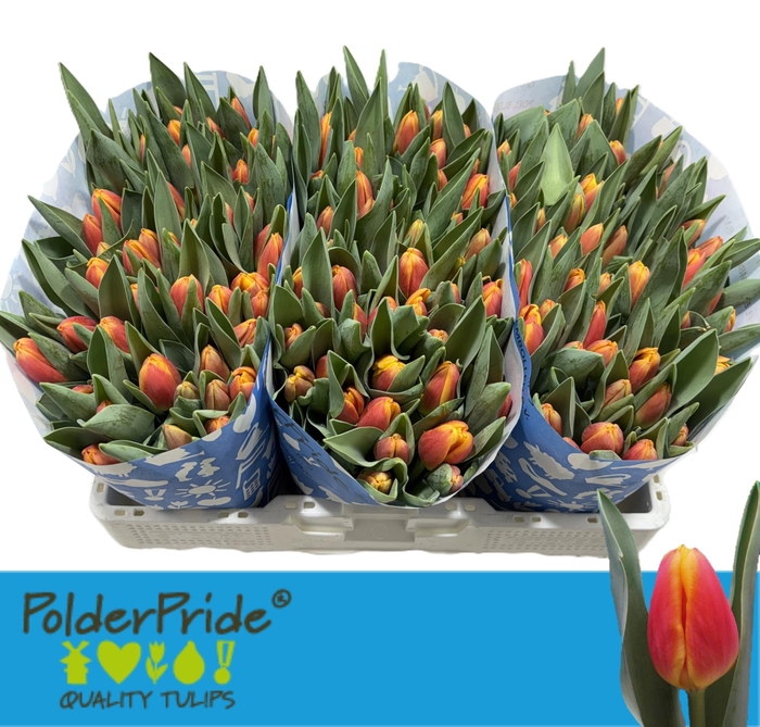 <h4>TU EN CARPE DIEM</h4>