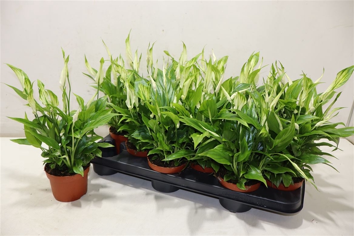 <h4>arr8 Spath Chopin</h4>