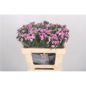 Di Barb Amazone Pink