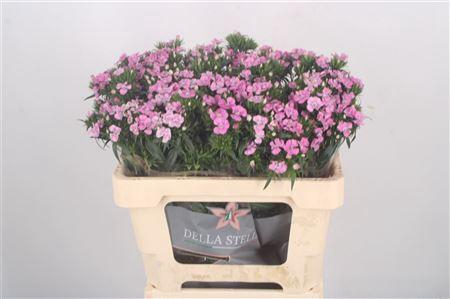 <h4>Di Barb Amazone Pink</h4>