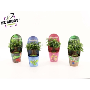 Sprookjesboom mix NL