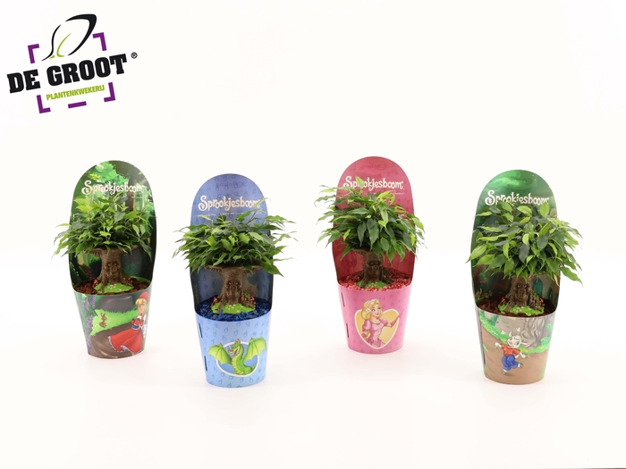 <h4>Sprookjesboom mix NL</h4>