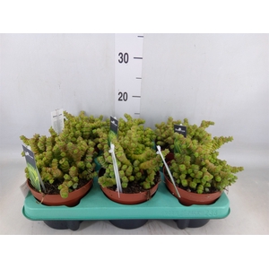 Crassula   ...