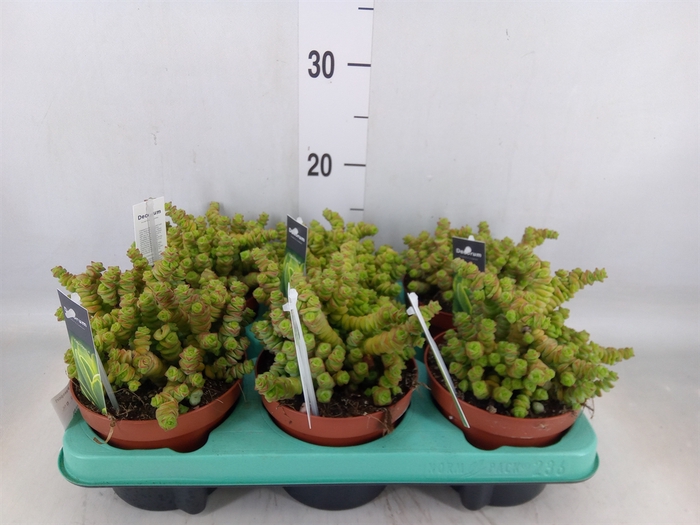 <h4>Crassula   ...</h4>