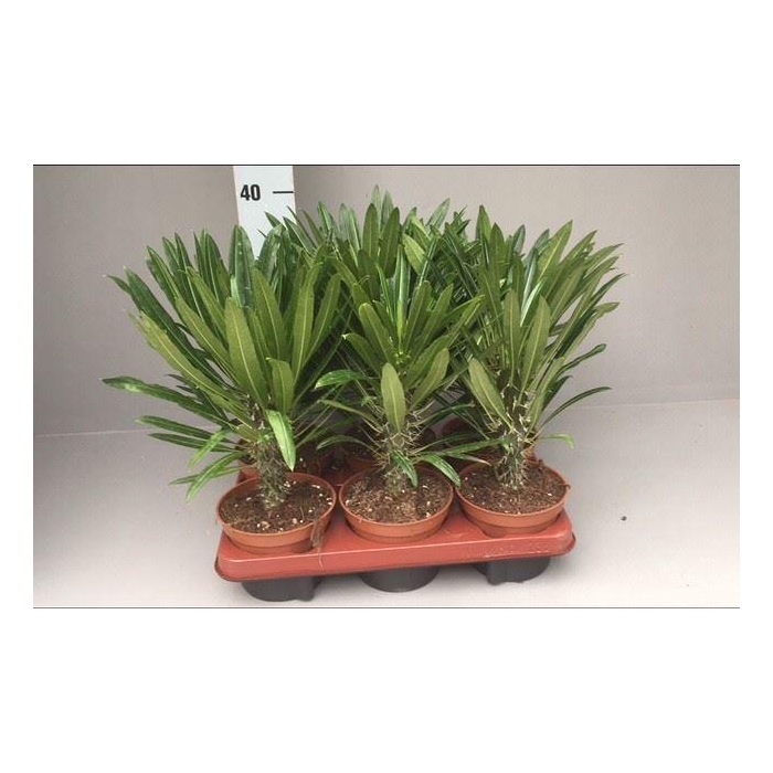 <h4>Succulents   ...</h4>