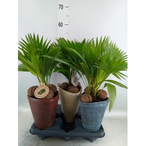 Livistona rotundifolia