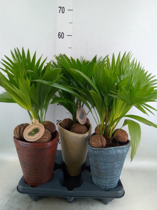 <h4>Livistona rotundifolia</h4>