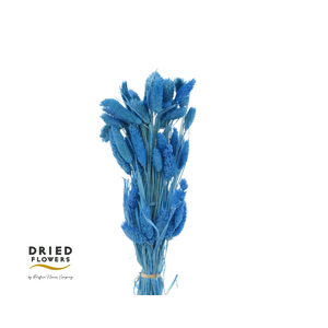 Dried Bleached Phalaris Blue