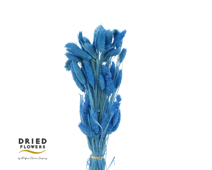 Dried Bleached Phalaris Blue