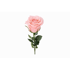 Ro Pres Stem 50cm Pink Soft