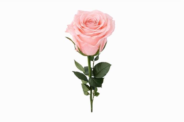<h4>Ro Pres Stem 50cm Pink Soft</h4>